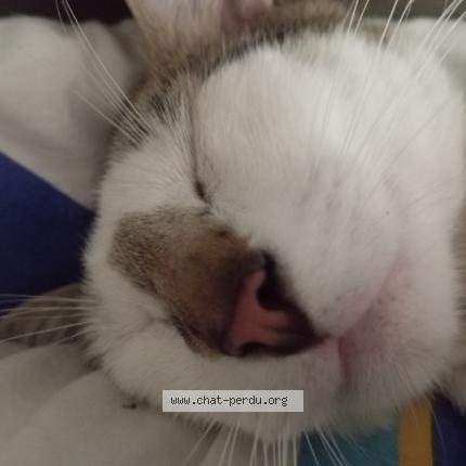 Foto 1/1 Ty Moon Chat perdido en Paimboeuf