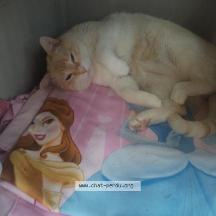 Foto 1/1 Holly Chat perdido en Saint paul de vance