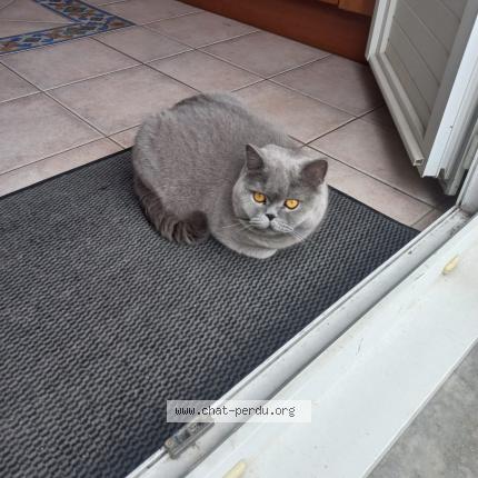 Foto 1/1 Grisou Chat perdido en Thiais