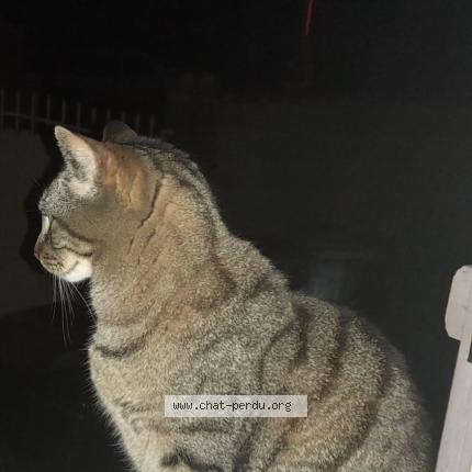 Foto 1/1 Éliot Chat perdido en Milhaud