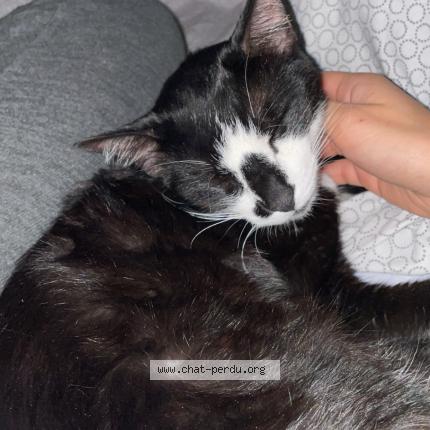 Foto 1/1 Gato encontrado Encontrado en Paris