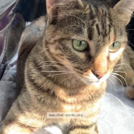 Foto 1/1 Kiki Chat perdido en Zillisheim