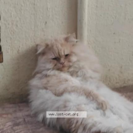 Foto 1/1 Saifu Chat perdido en Bangalore