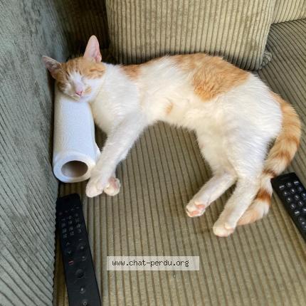Foto 1/1 Berlioz Chat perdido en Davezieux