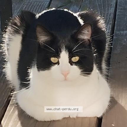 Foto 1/1 Cuicui Chat perdido en Tourettes