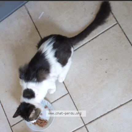 Foto 2/4 Herfield Chat perdido en Montpellier