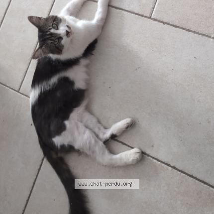 Foto 3/4 Herfield Chat perdido en Montpellier