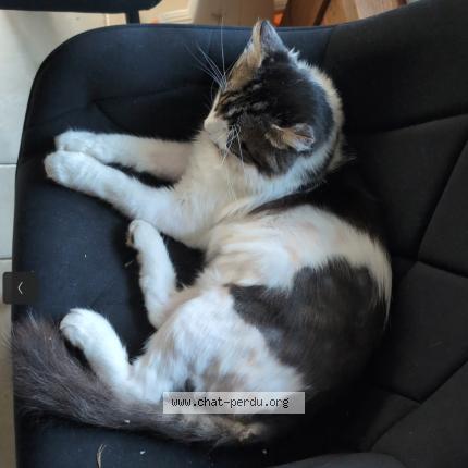 Foto 4/4 Herfield Chat perdido en Montpellier