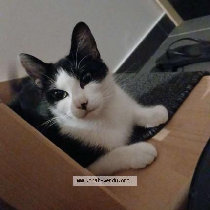 Foto 1/1 Lilith Chat perdido en Houplines