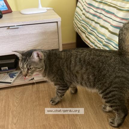 Foto 1/1 Mozart Chat perdido en Chenove