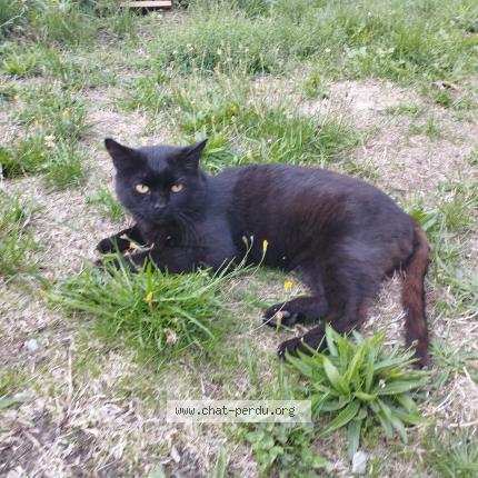 Foto 1/2 Gato encontrado Encontrado en Miallet