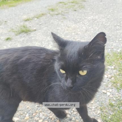 Foto 2/2 Gato encontrado Encontrado en Miallet