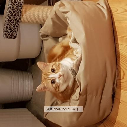 Foto 1/1 Minou Chat perdido en Bayonne