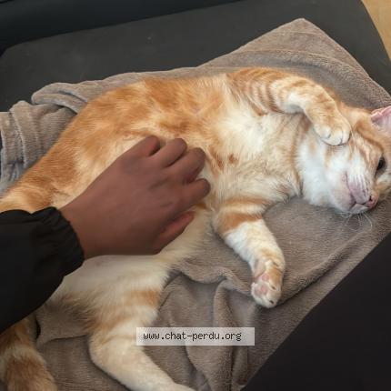 Foto 1/1 Petitcu Chat perdido en Beaumont sur sarthe