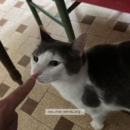 Foto 1/1 Pot de colle Chat perdido en Lorquin