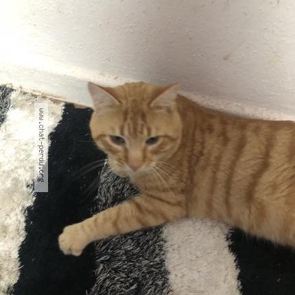 Foto 1/1 Croquette Chat perdido en Bergholtz