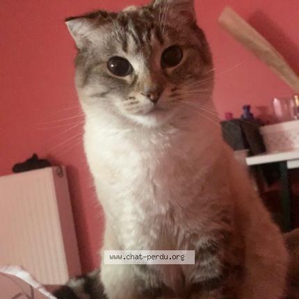 Foto 1/1 DORIAN CHMIELEWSKI Chat perdido en 59252 marquette en ostrevant