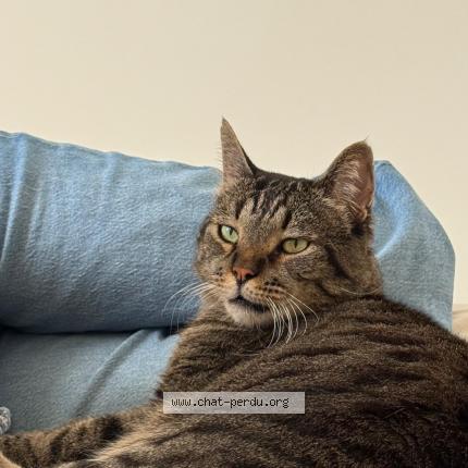 Foto 1/1 TIGROU Chat perdido en Cannes