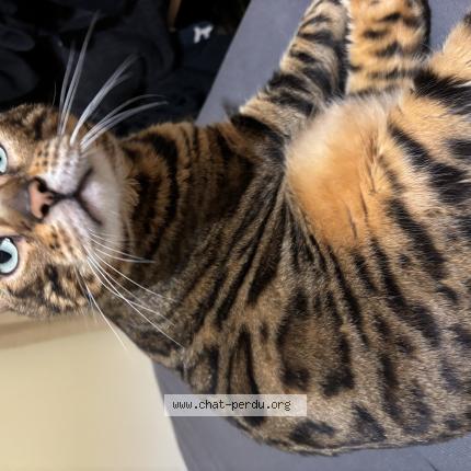 Foto 1/1 Kyubi Chat perdido en Oissel