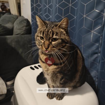 Foto 1/1 Lyly Chat perdido en Aigues mortes