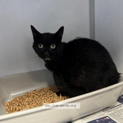 Foto 1/1 Gato encontrado Encontrado en Bondues