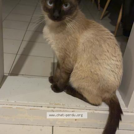 Foto 1/1 Bounty Chat perdido en Port sainte foy et ponchapt