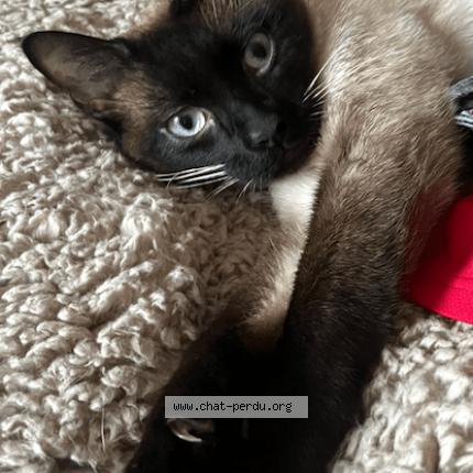 Foto 1/1 Oslo Chat perdido en Combourg