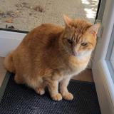 Foto del gato perdido en Brou Sur Chantereine