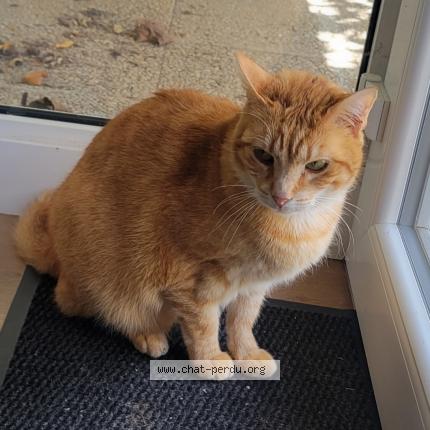 Foto 1/1 Triskel Chat perdido en Brou sur chantereine