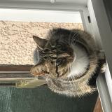 Foto del gato perdido en Chanteloup En Brie