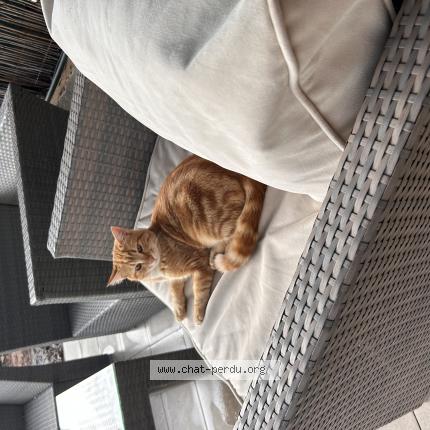 Foto 1/1 Lexy Chat perdido en Sollies pont