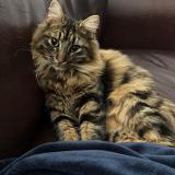 Foto del gato perdido en Francheville