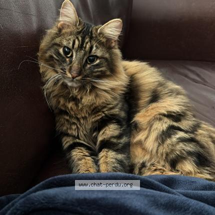 Foto 1/1 Jack Chat perdido en Francheville