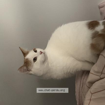 Foto 1/1 Ace Chat perdido en Saint genest lerpt