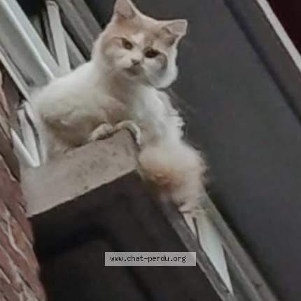 Foto 1/1 Gato encontrado Encontrado en Wattrelos