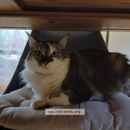 Foto 1/1 Cookie Chat perdido en Saint maurice de gourdan