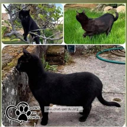 Foto 1/1 Filou Chat perdido en Villiers sur marne