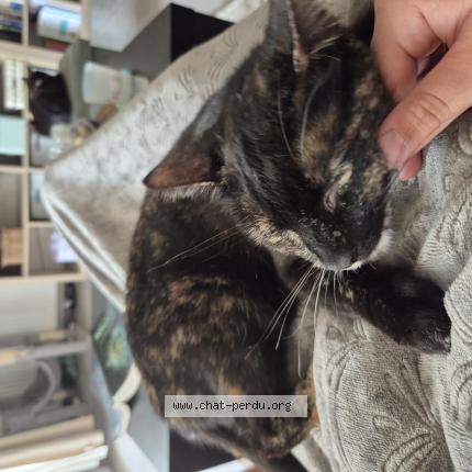 Foto 1/1 lily Chat perdido en Colomiers