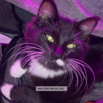 Foto 1/1 Naye Chat perdido en Lemiyne