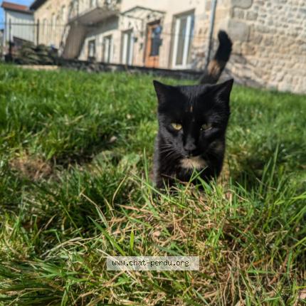 Foto 1/1 Indy Chat perdido en Bailleul