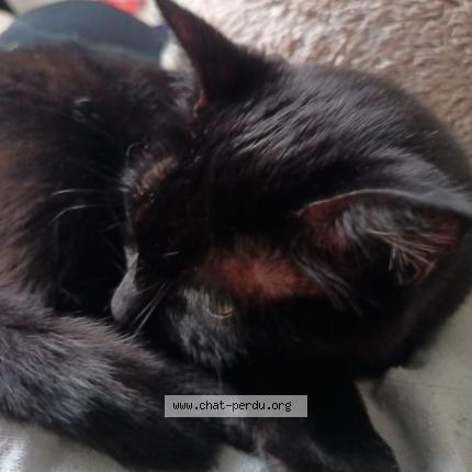 Foto 1/1 Mackey Chat perdido en Le plessis robinson