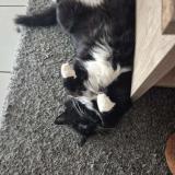 Foto del gato perdido en Sermoise Sur Loire