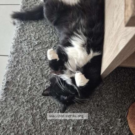 Foto 1/1 Pablo Chat perdido en Sermoise sur loire