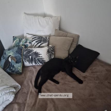 Foto 1/1 Ulysse Chat perdido en Sus