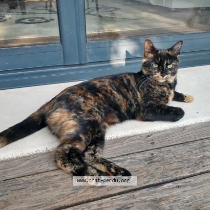 Foto 1/1 Lagerta Chat perdido en Toulon