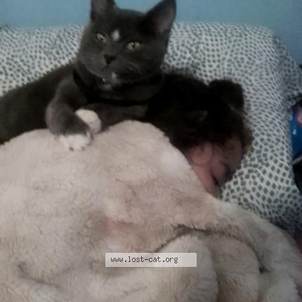 Foto 1/1 Booboo kitty Chat perdido en Seattle