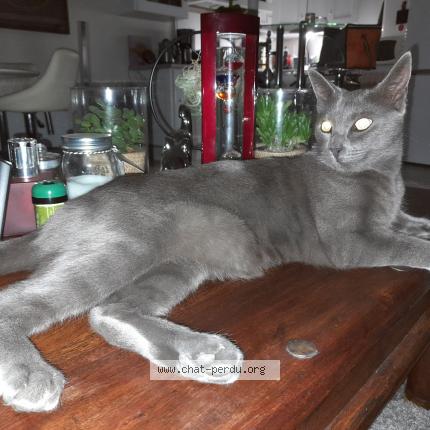 Foto 2/2 Garcia Chat perdido en Caudry