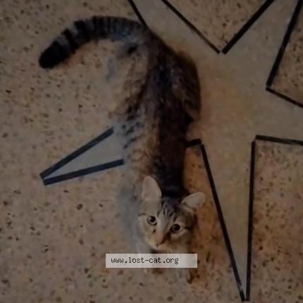 Foto 1/1 Mano Chat perdido en Lahore