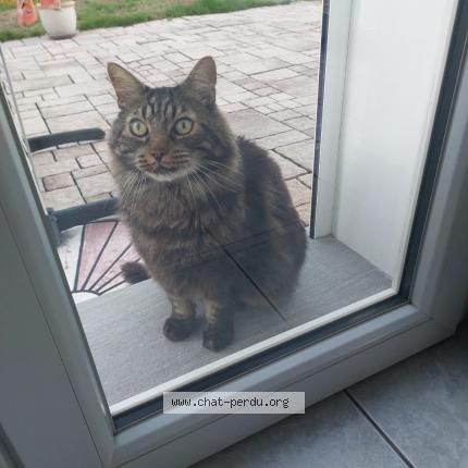 Foto 1/1 Gato encontrado Encontrado en Seynod