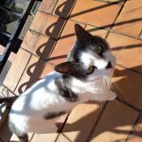 Foto del gato perdido en Saint Orens